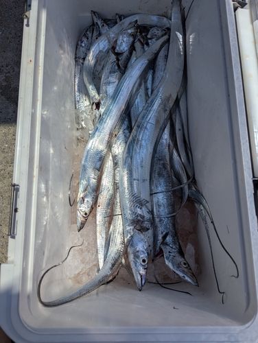 タチウオの釣果