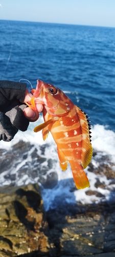 アカハタの釣果