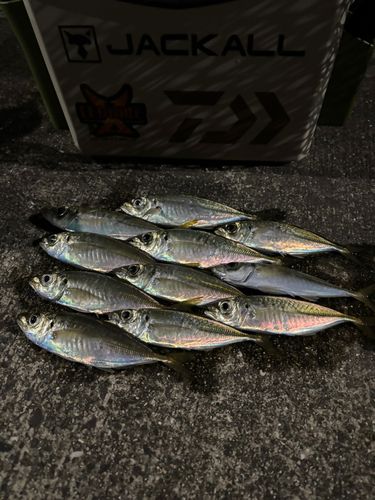 アジの釣果