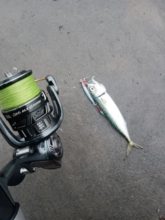 サバの釣果