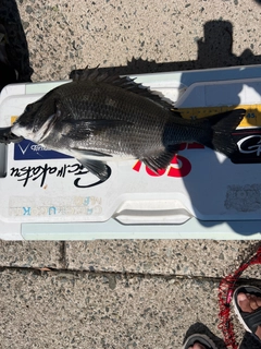 クロダイの釣果