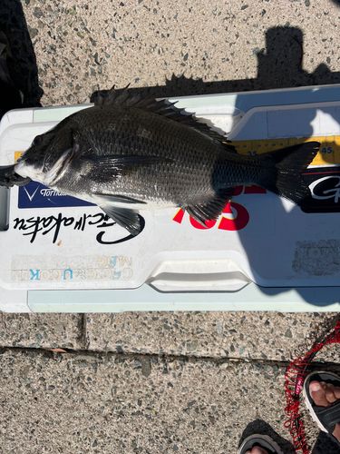 クロダイの釣果