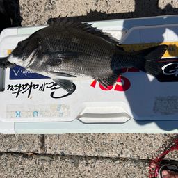 クロダイ