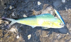 シイラの釣果