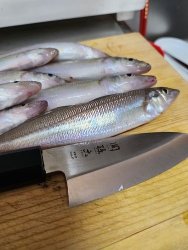 キスの釣果