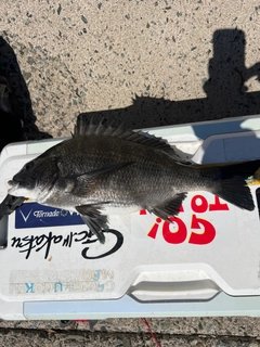 クロダイの釣果