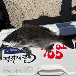 クロダイ