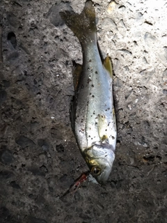 セイゴ（マルスズキ）の釣果
