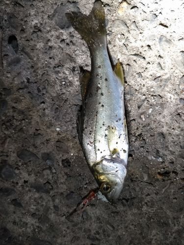 セイゴ（マルスズキ）の釣果
