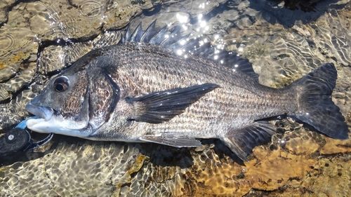 チヌの釣果