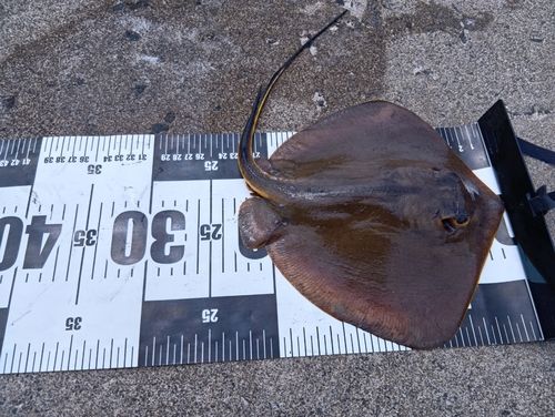 エイの釣果