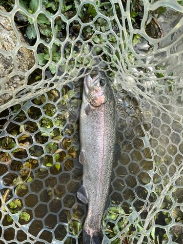 ニジマスの釣果