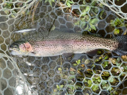 ニジマスの釣果