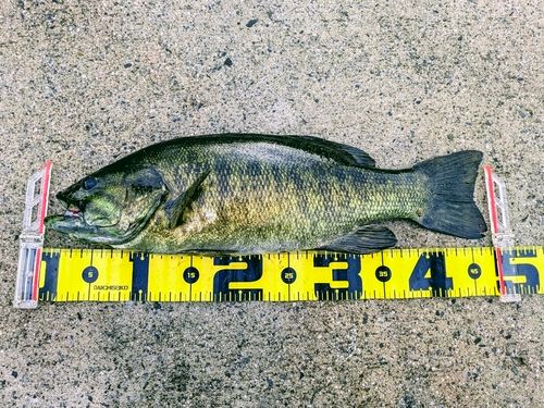 スモールマウスバスの釣果