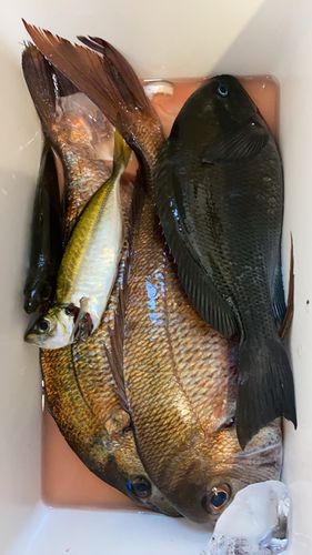 マダイの釣果
