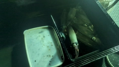 ケンサキイカの釣果