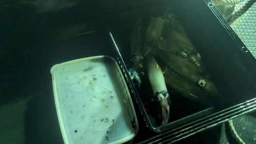 ケンサキイカの釣果