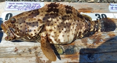 ヤイトハタの釣果