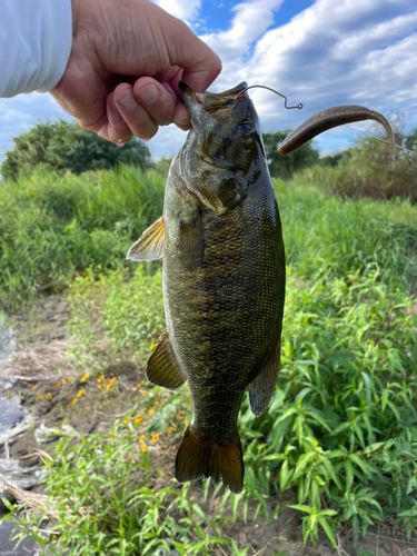 スモールマウスバスの釣果