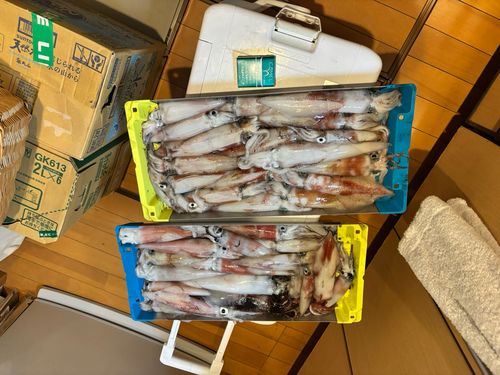 ケンサキイカの釣果