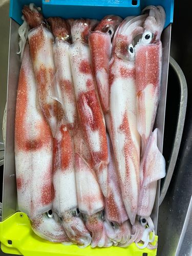 マイカの釣果