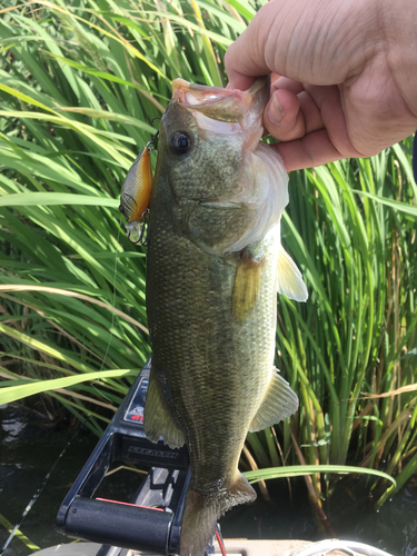 ラージマウスバスの釣果