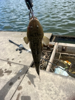 コチの釣果