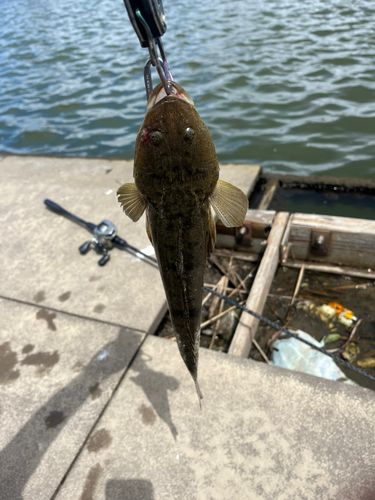 コチの釣果