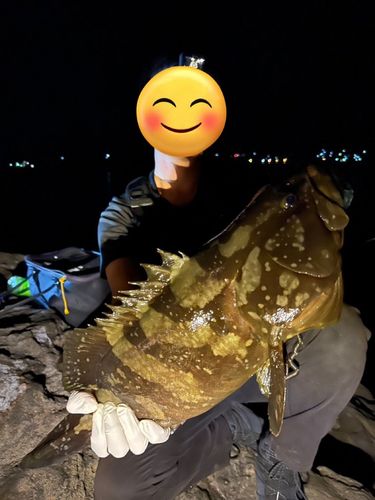 クエの釣果