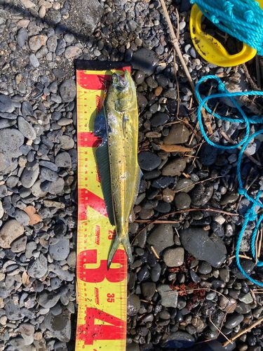シイラの釣果