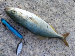 ツバスの釣果