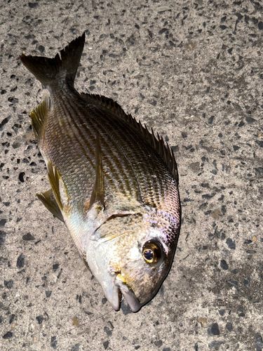 ヘダイの釣果