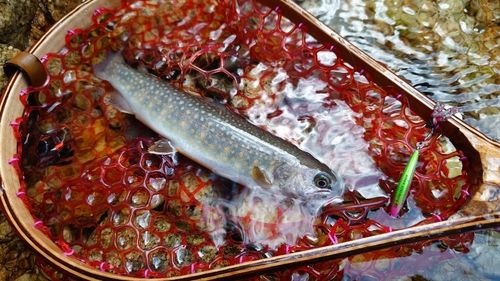 イワナの釣果