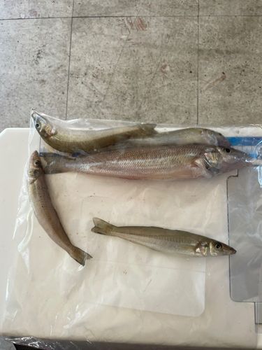 キスの釣果
