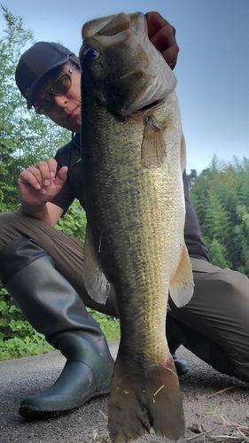 ブラックバスの釣果