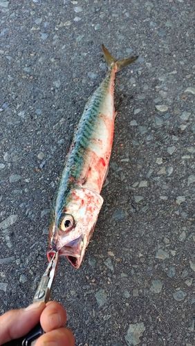 サバの釣果