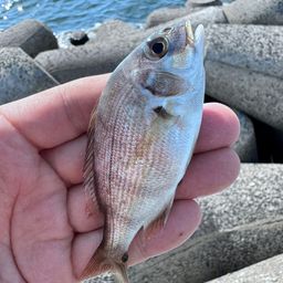 チャリコ