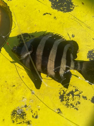 イシダイの釣果