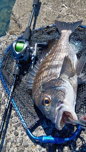 クロダイの釣果