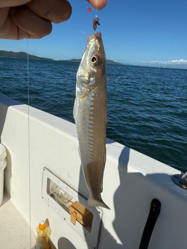 キスの釣果