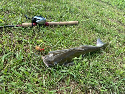 アメリカナマズの釣果