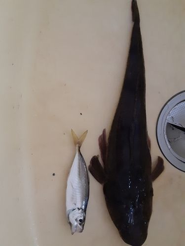 マゴチの釣果
