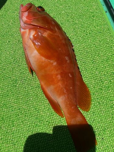アカハタの釣果