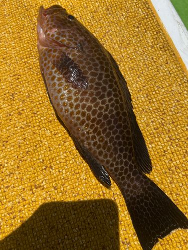 オオモンハタの釣果