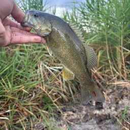 スモールマウスバス