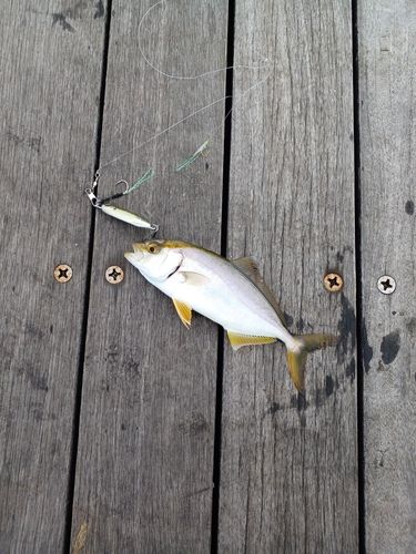 ショゴの釣果