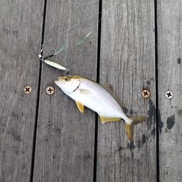 ショゴ