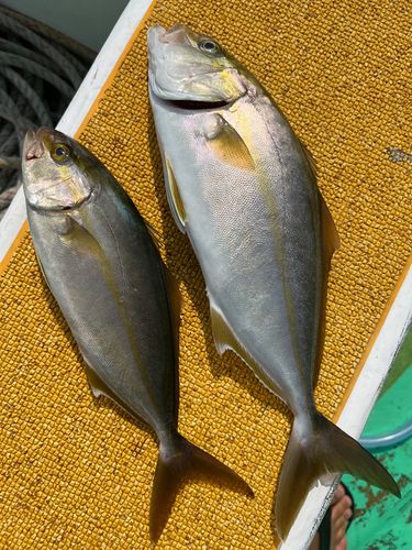 カンパチの釣果