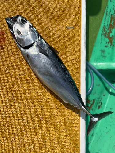 ソウダガツオの釣果