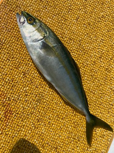 ワカシの釣果